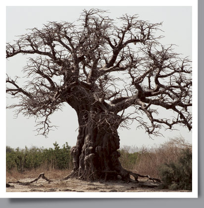Senegal Baobab